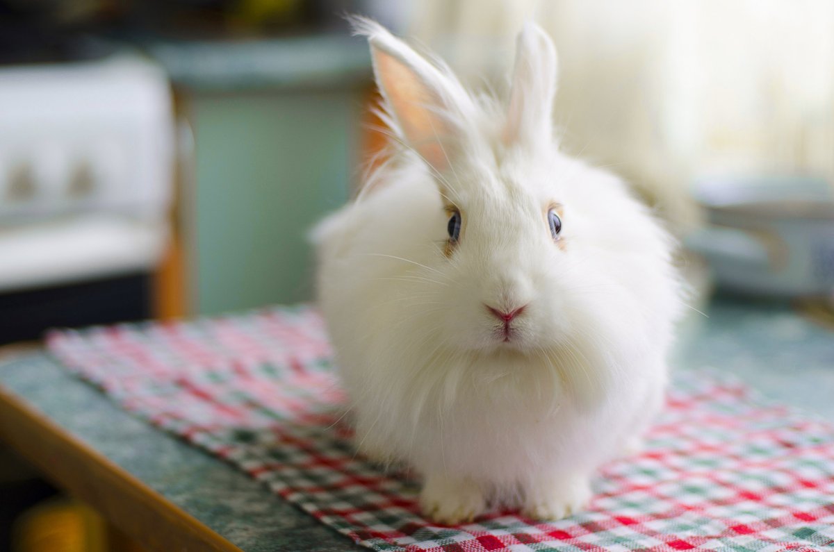 Пушистый кролик