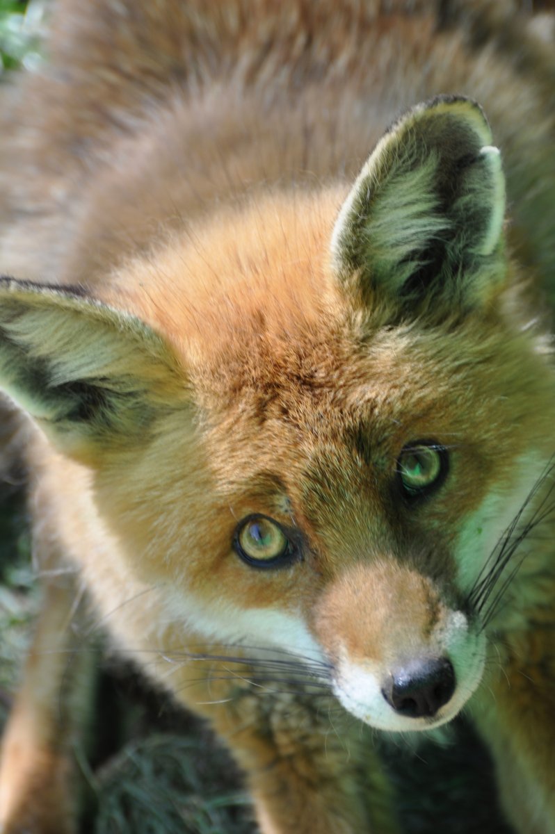 Зеленый Лис