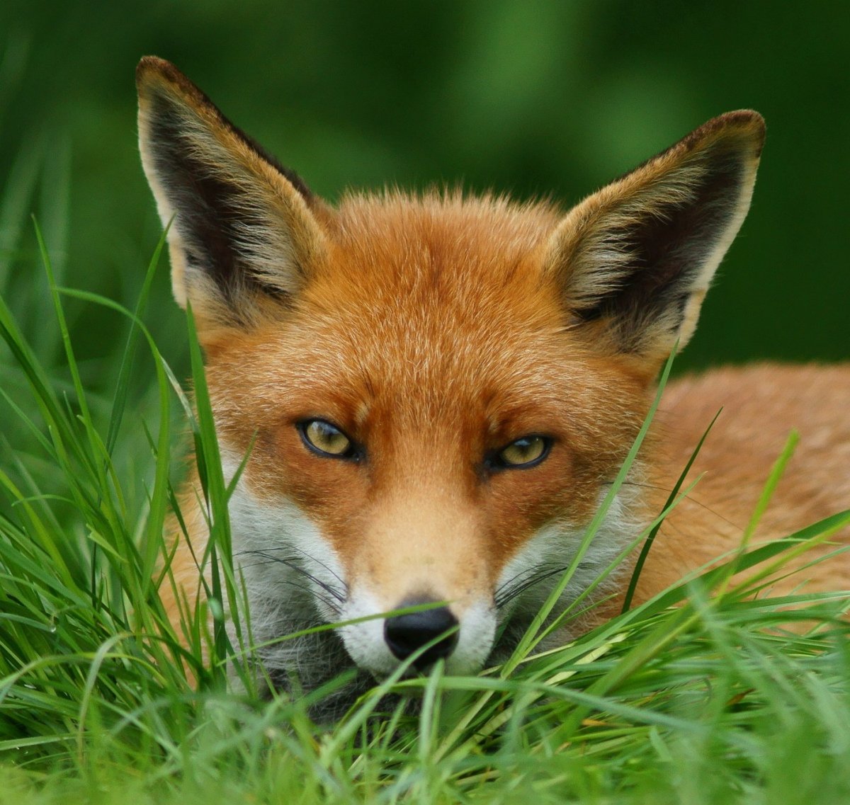 Лиса красотка