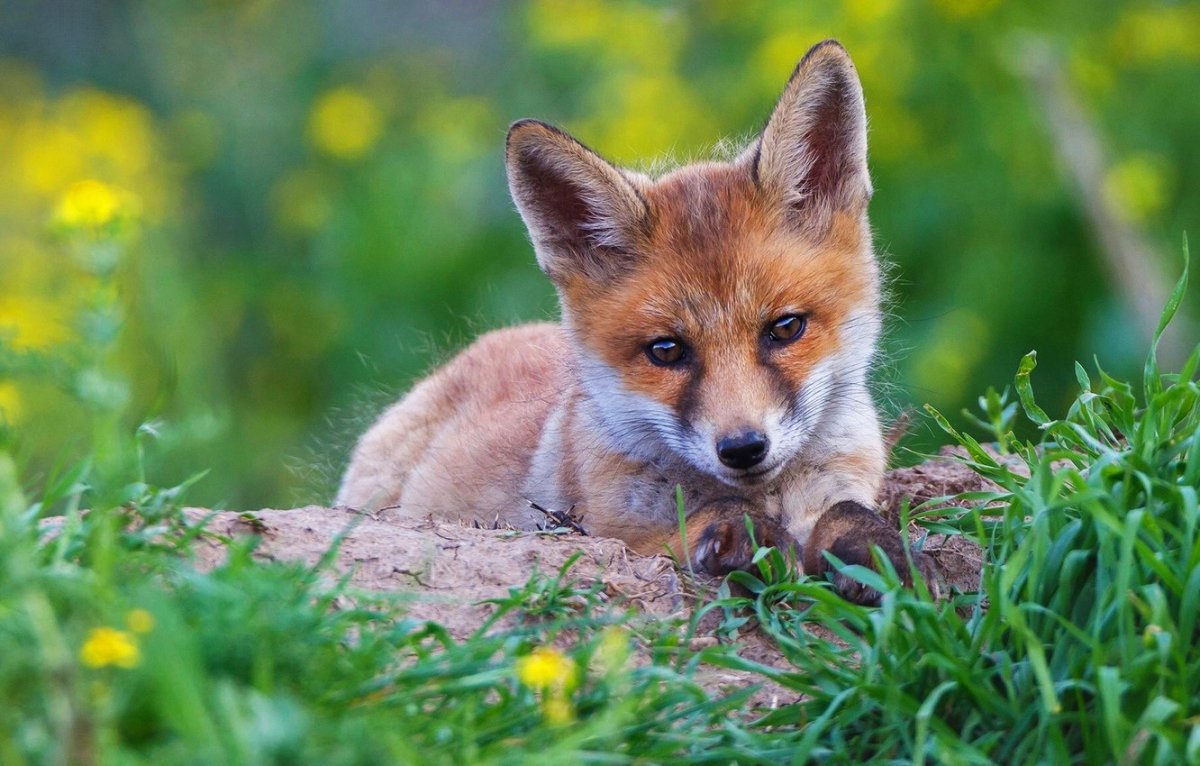 Морда лисы на зеленой траве