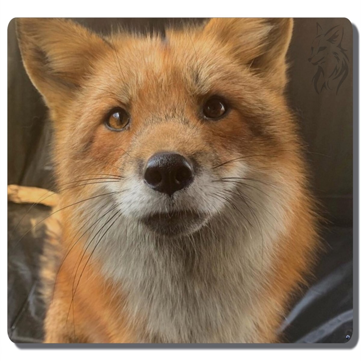 Братья лисы