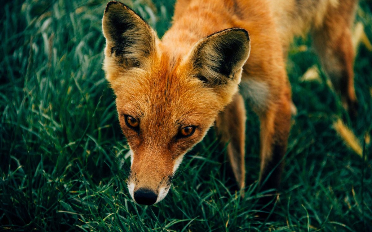 Зеленая лиса