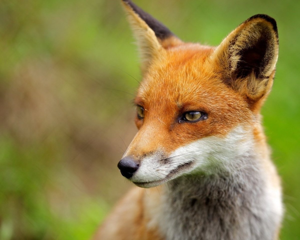 Лис с зелеными глазами