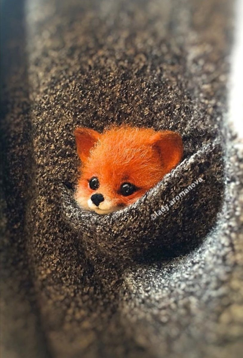 Лисенок в кармане