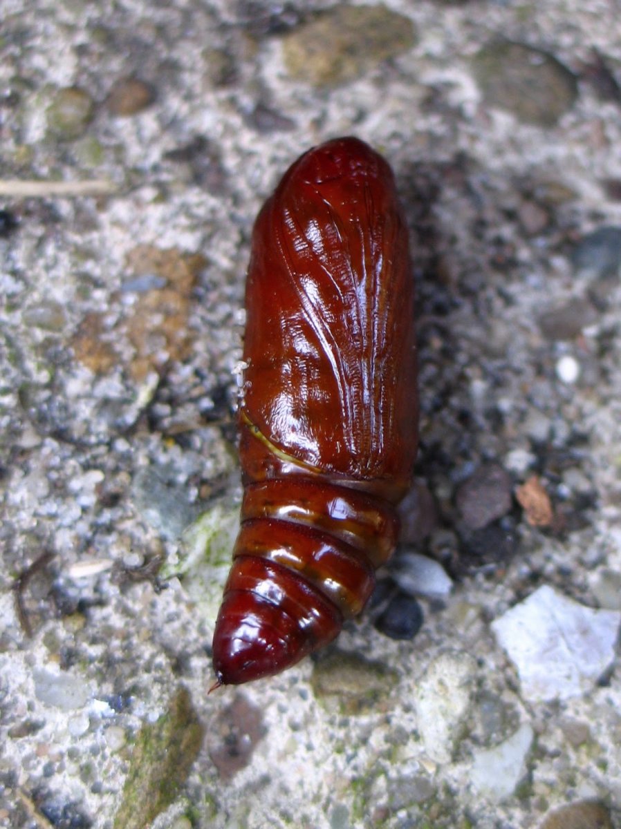 Кокон хрущака