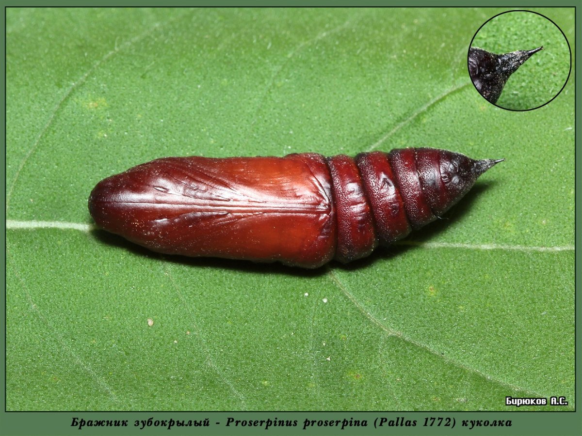 Куколка бабочки винного БРАЖНИКА