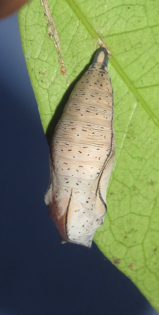 Куколка бабочки Doleschallia bisaltide