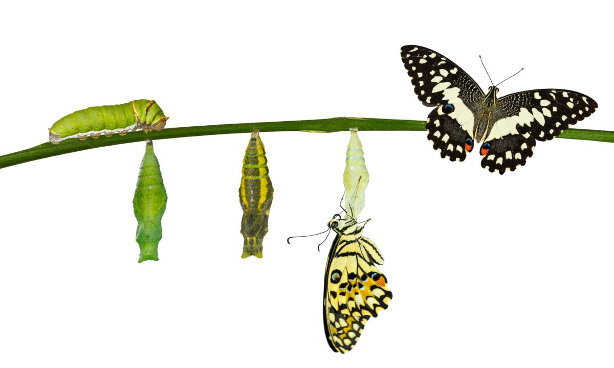 Куколка бабочки лайм