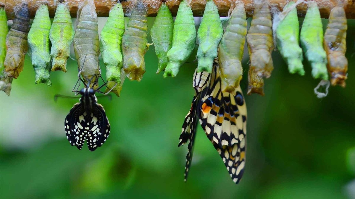 Куколка бабочки капустницы