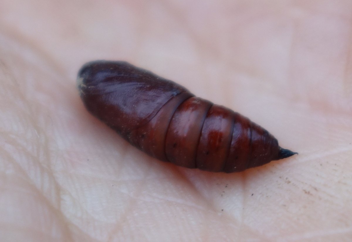 Коричневая куколка