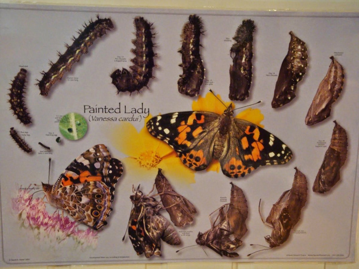 Личинка бабочки шоколадницы