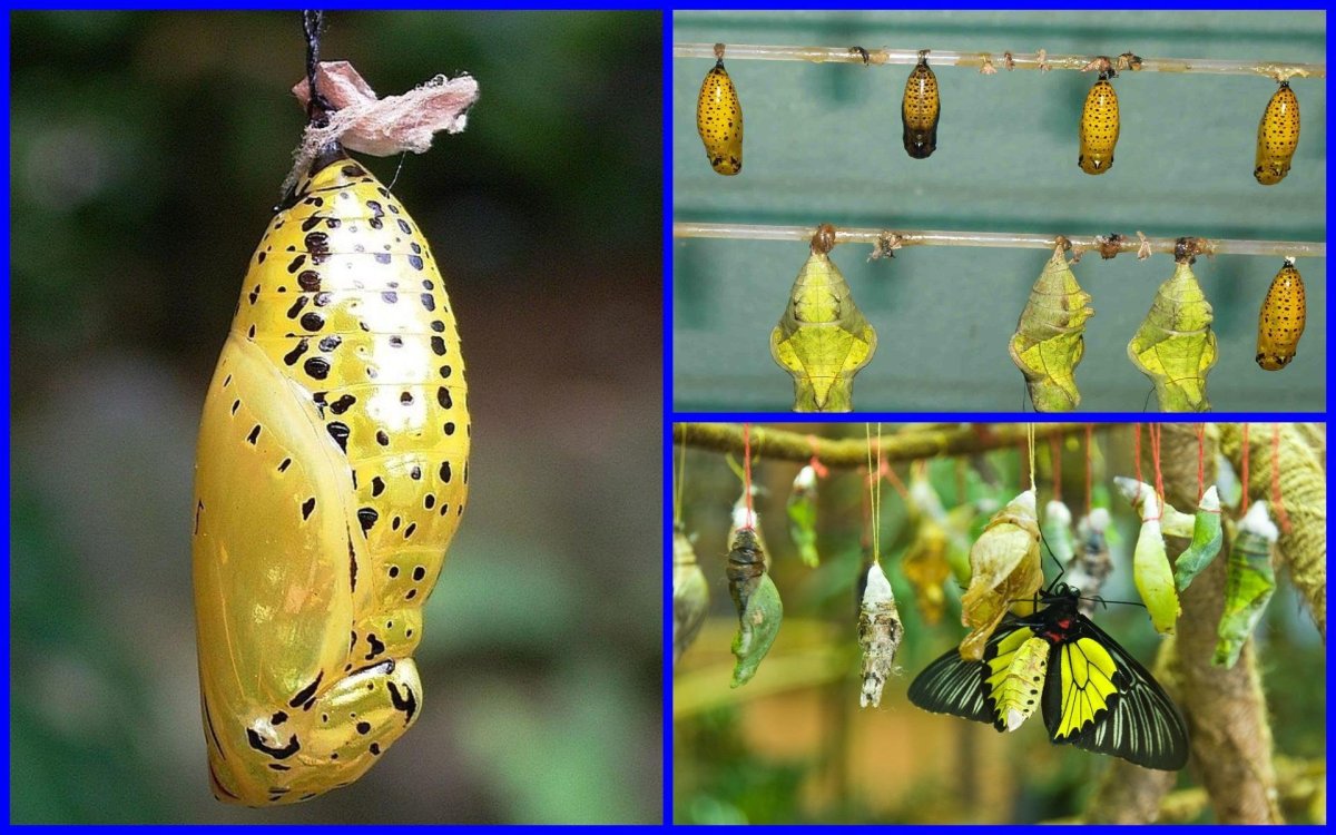 Куколка бабочки Румянцева