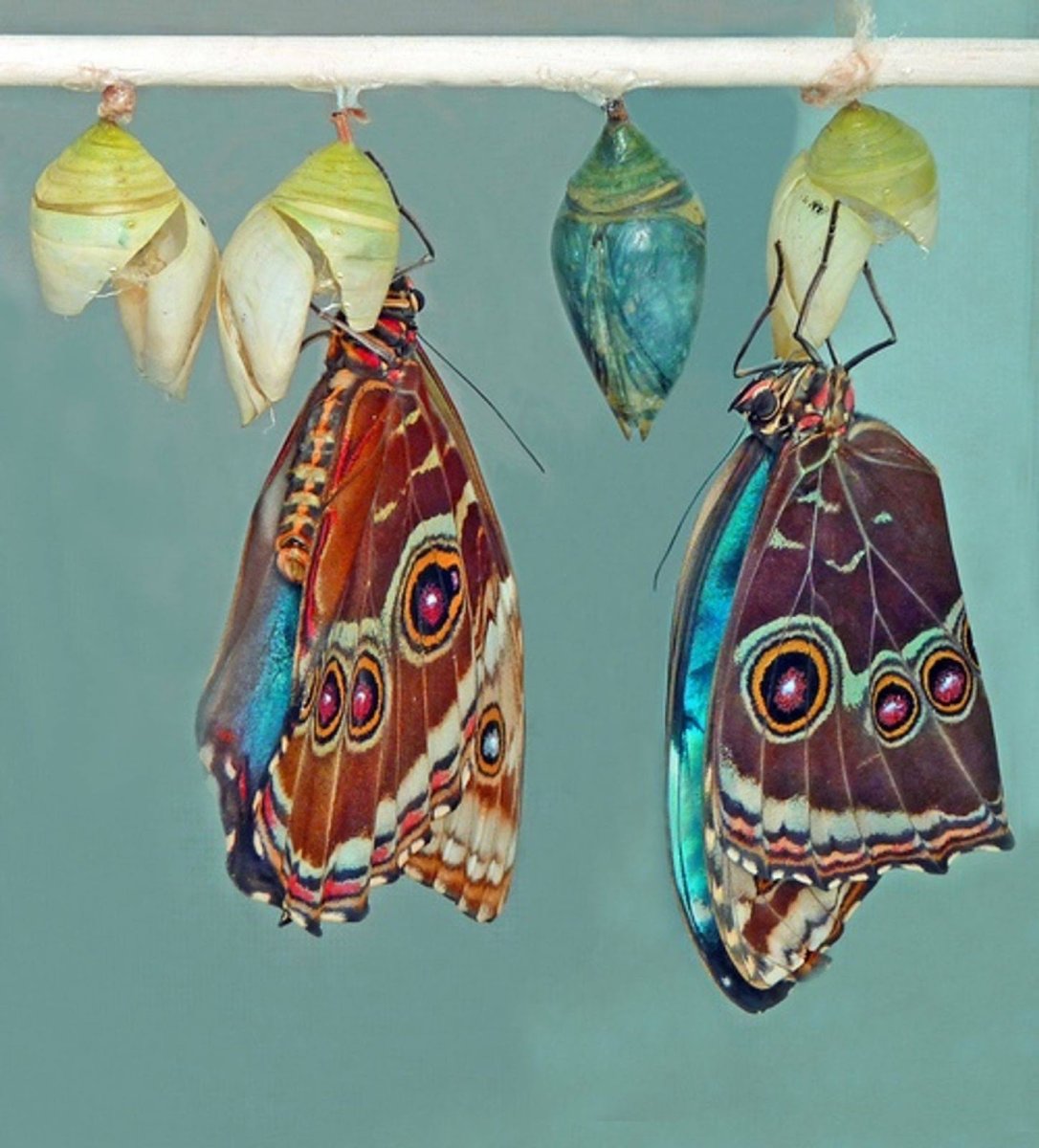 Кокон бабочки Морфо