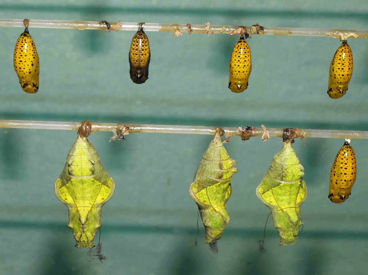 Кокон бабочки птицекрылки