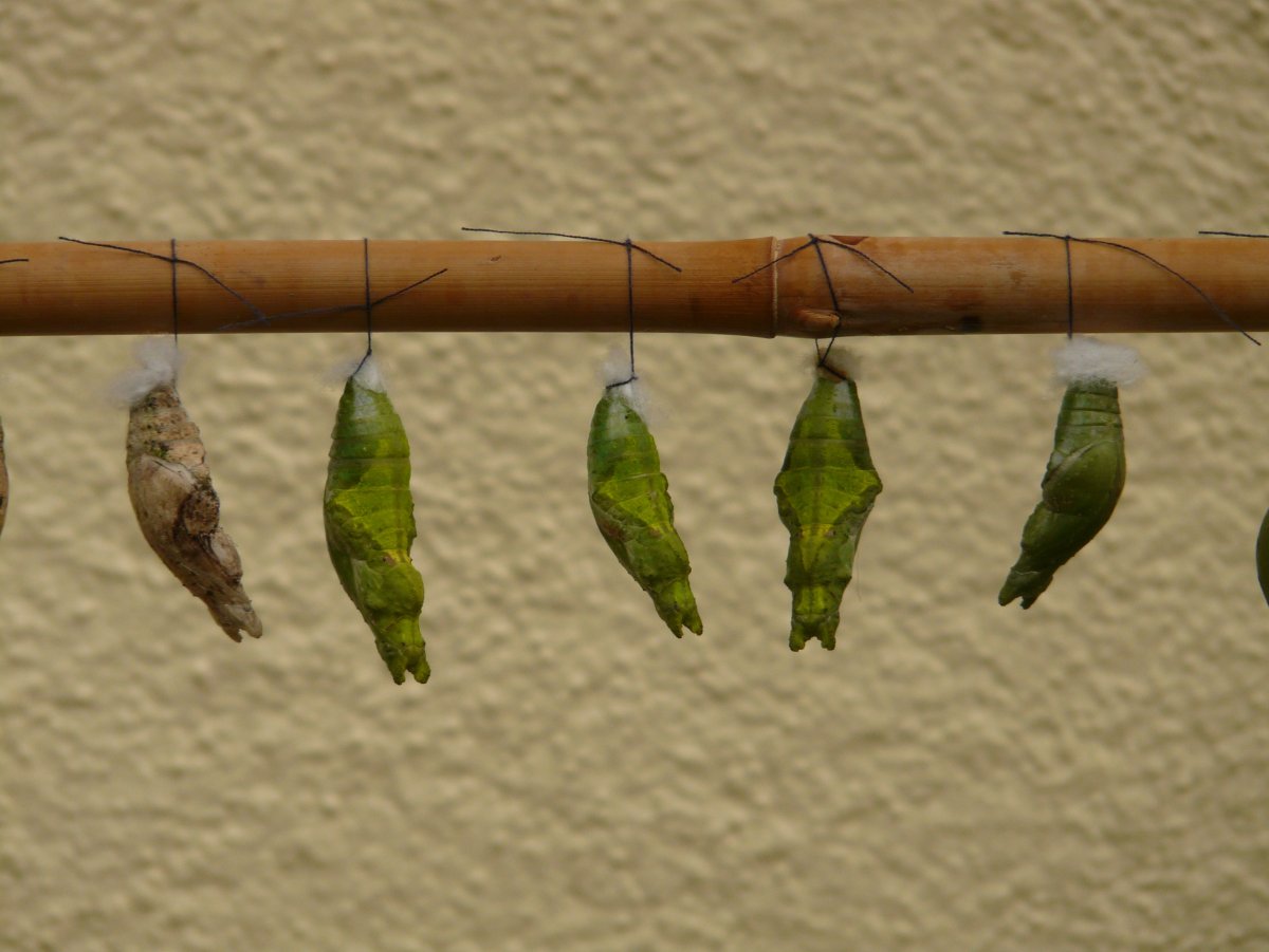 Кокон бабочки грецкого ореха