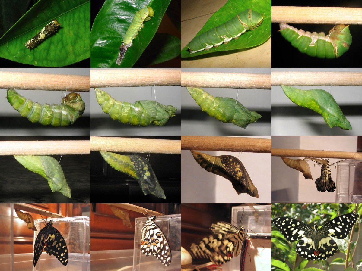 Papilio demoleus гусеница