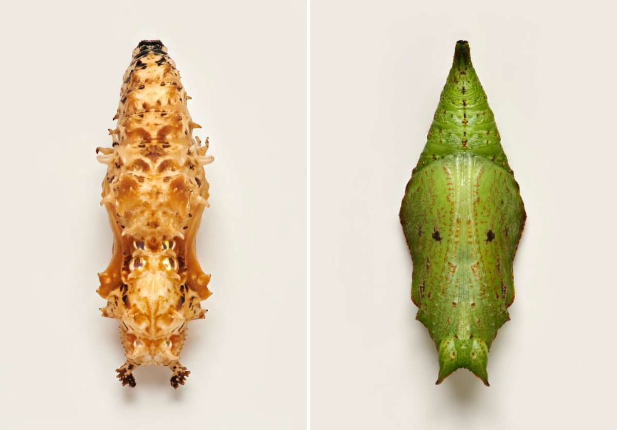 Черно-белая куколка бабочки