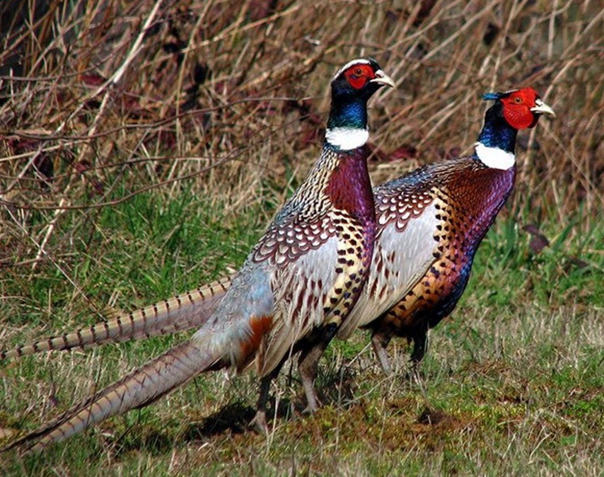 Королевская фазани
