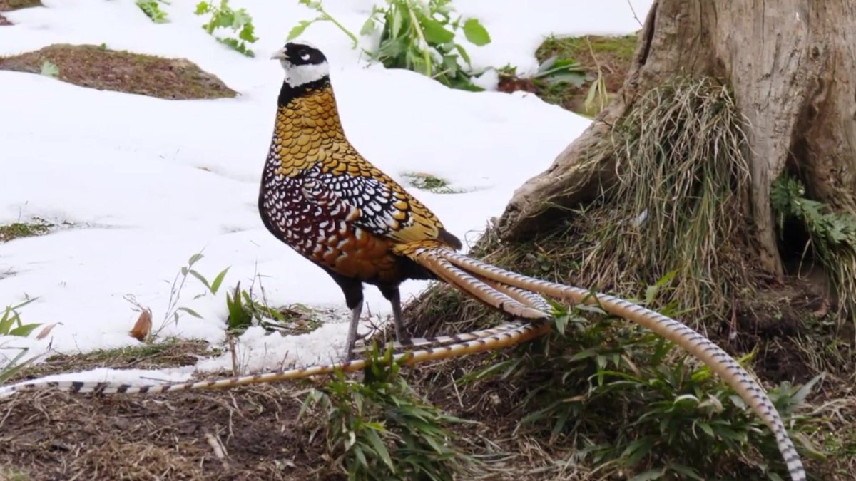Лофура Королевская, Королевский фазан
