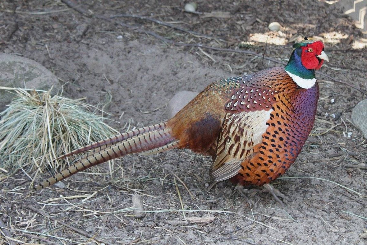 Фазан трагопан сатир