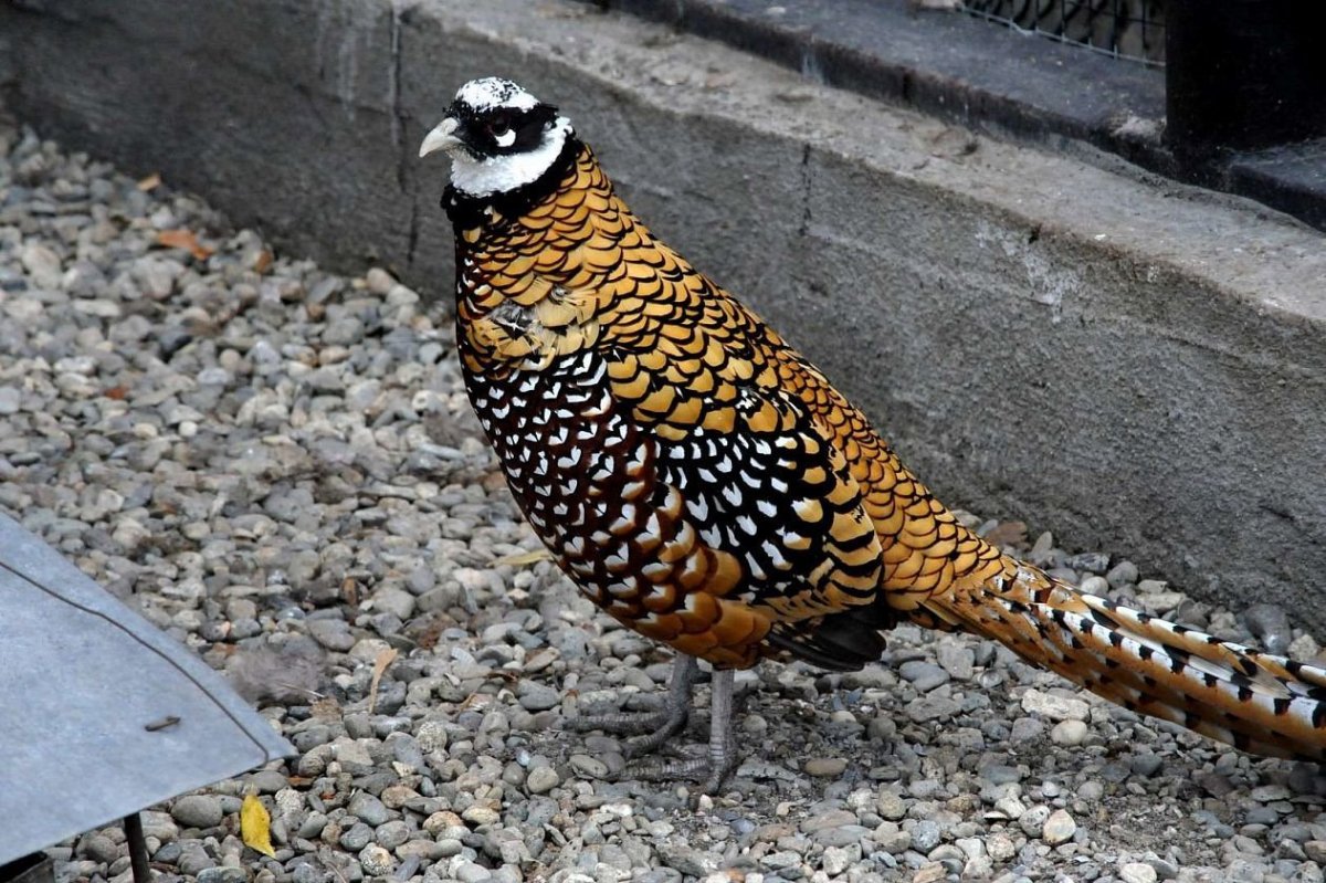 Королевский фазан