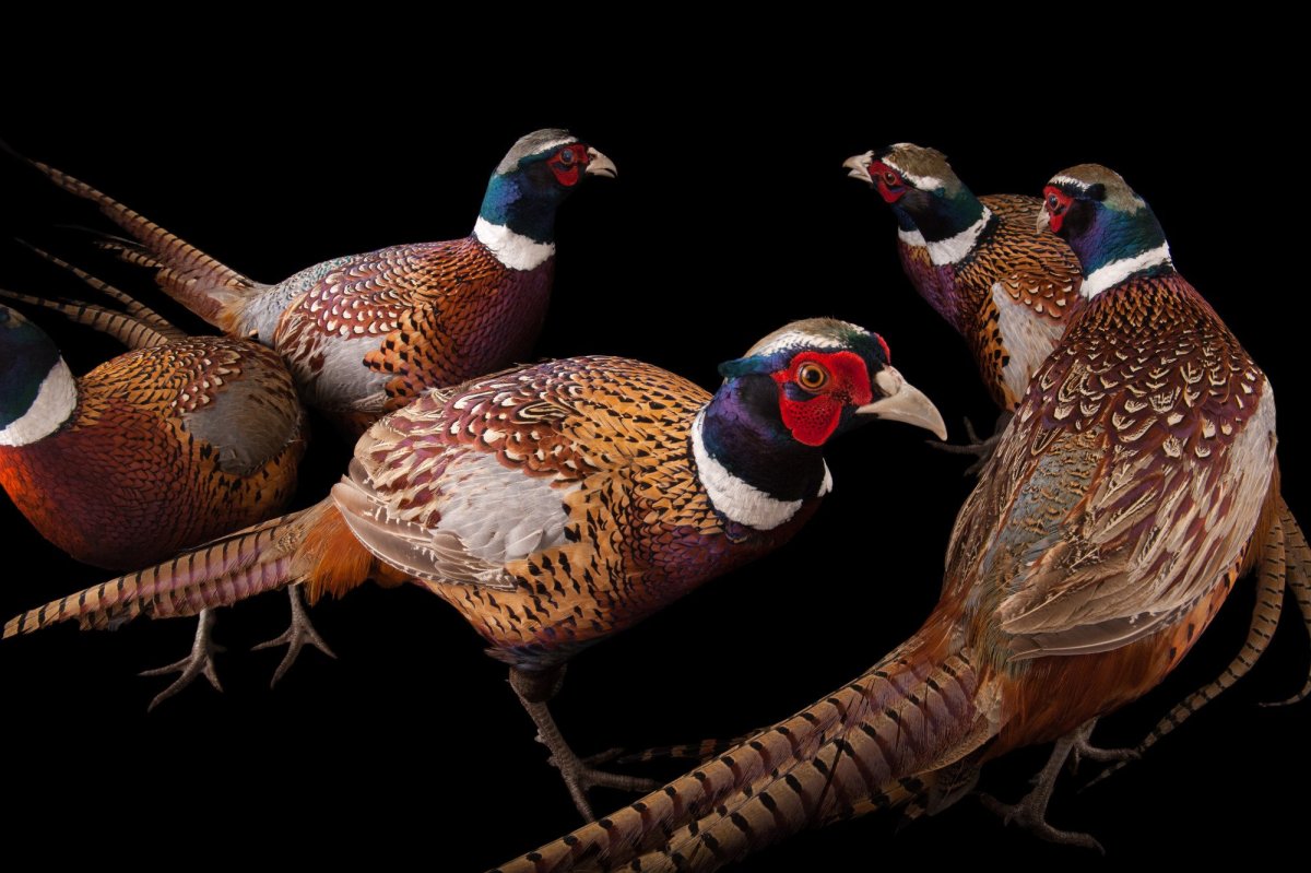 Пёстрый фазан Эллиота / Syrmaticus Ellioti