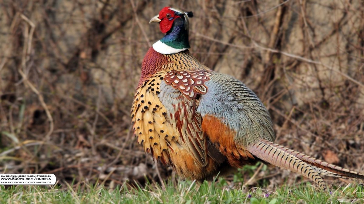Шейные перья охотничьего фазана ringneck Neck