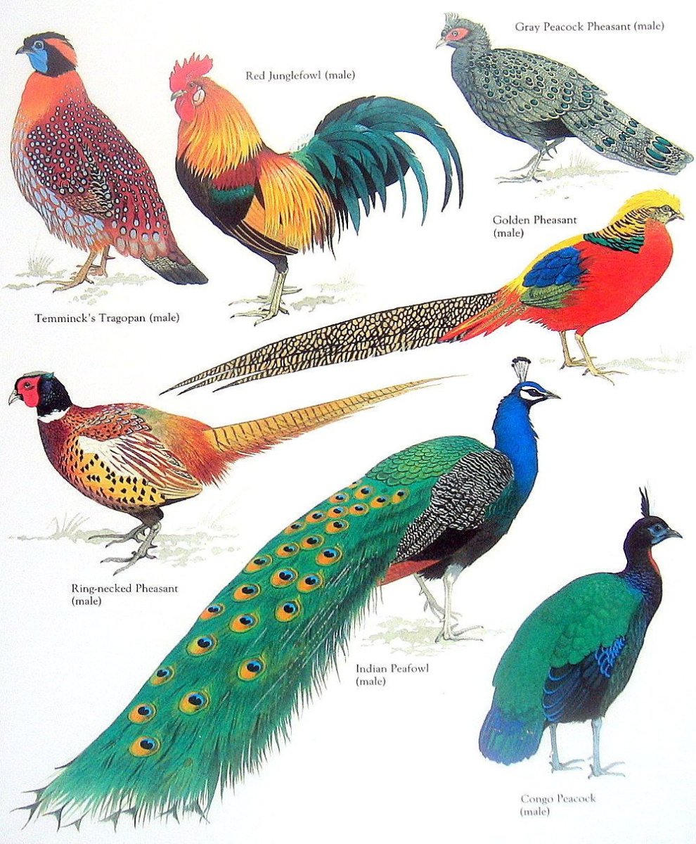 Фазан цветовая схема