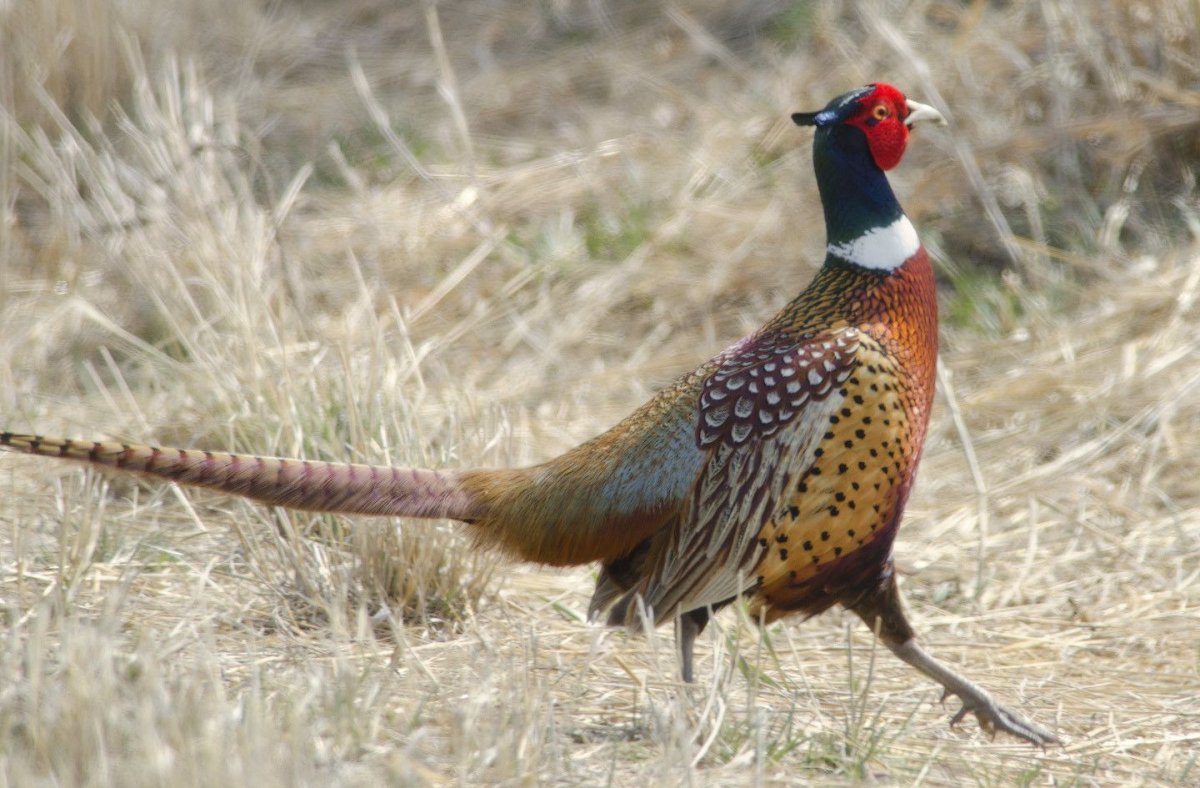 Хвостатый фазан