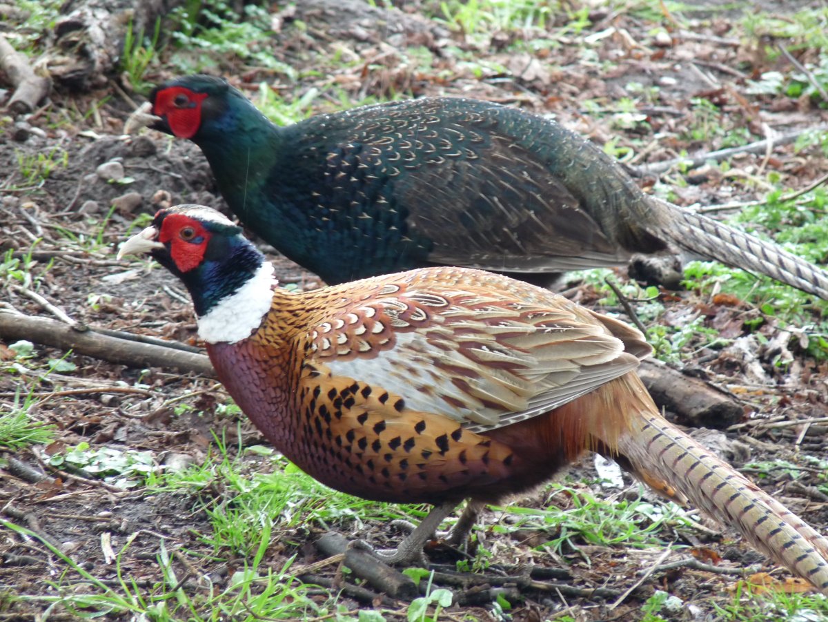 Ожереловый фазан