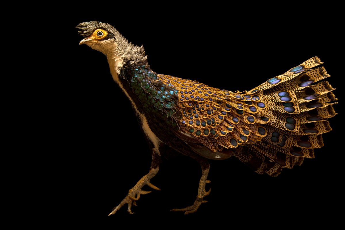 Polyplectron schleiermacheri