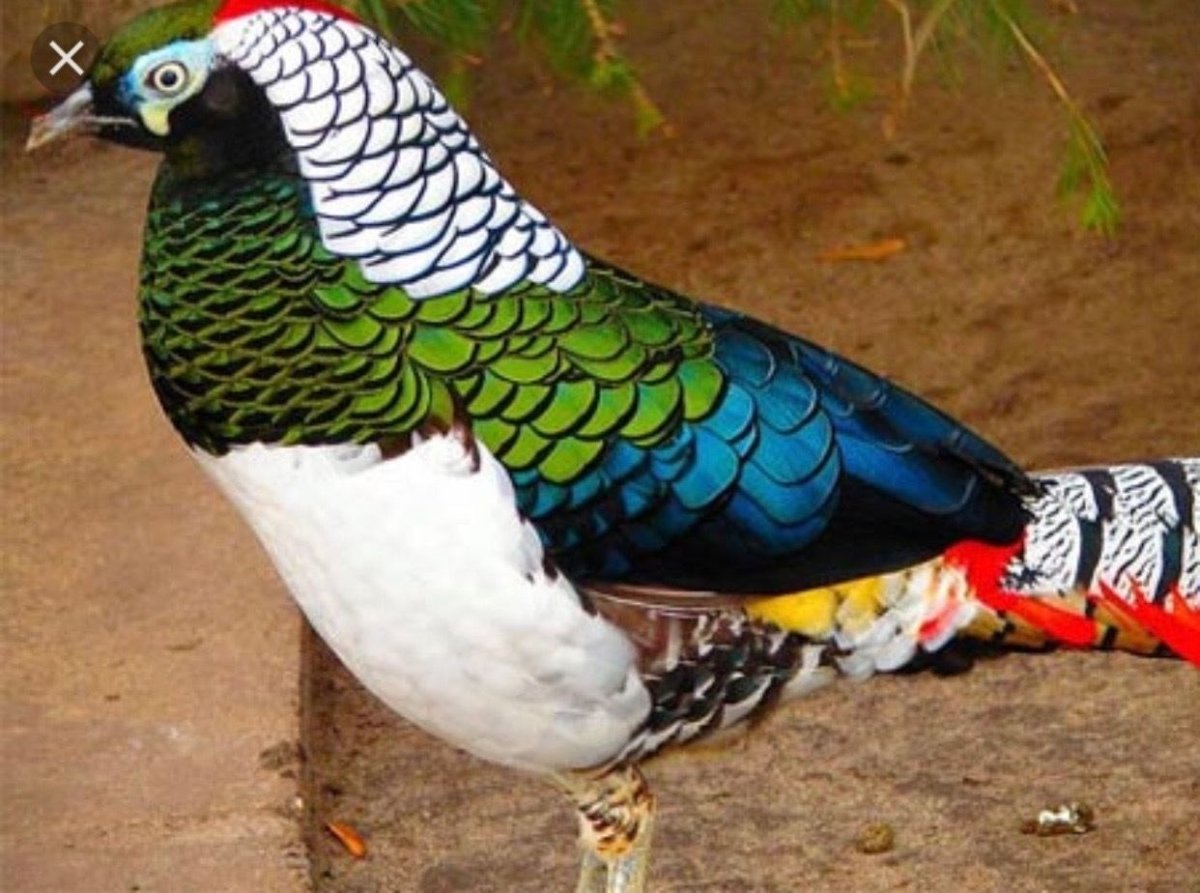 Фазан леди Амхерст