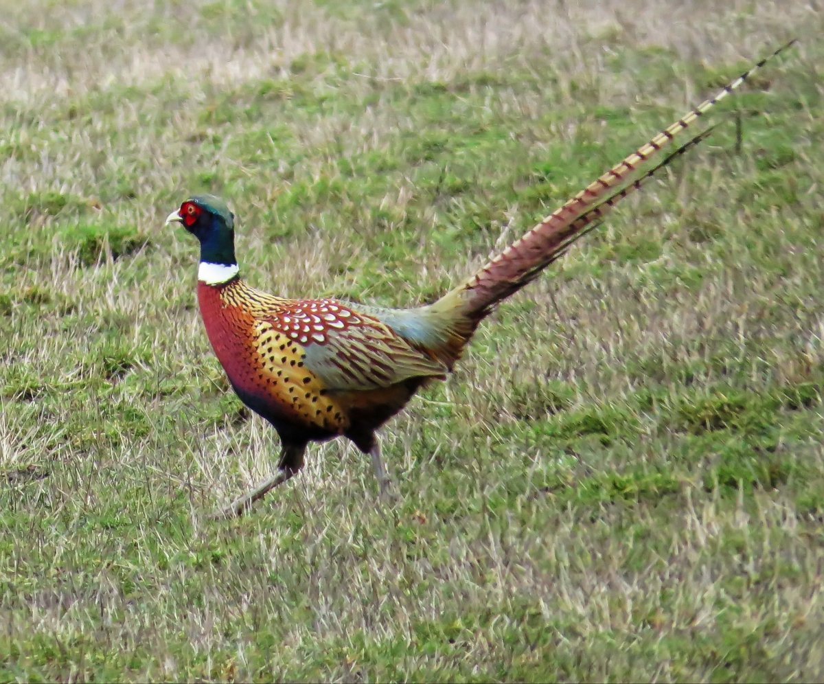 Шейные перья охотничьего фазана ringneck Neck