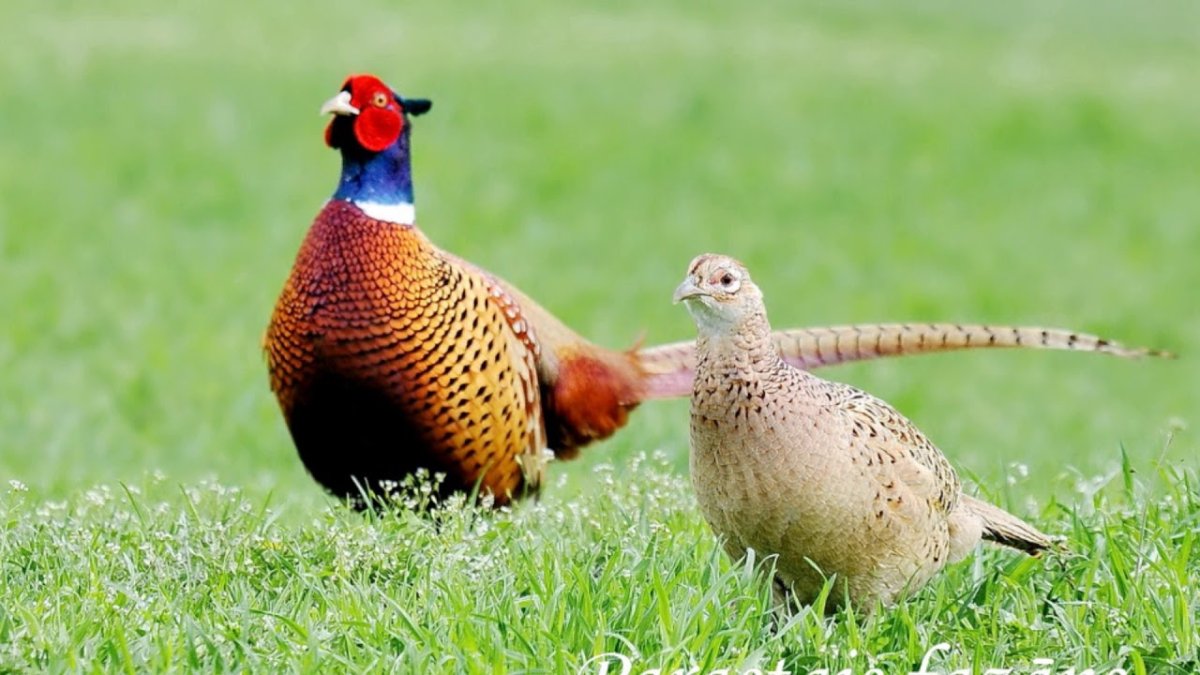 Фазан охотничий обыкновенный