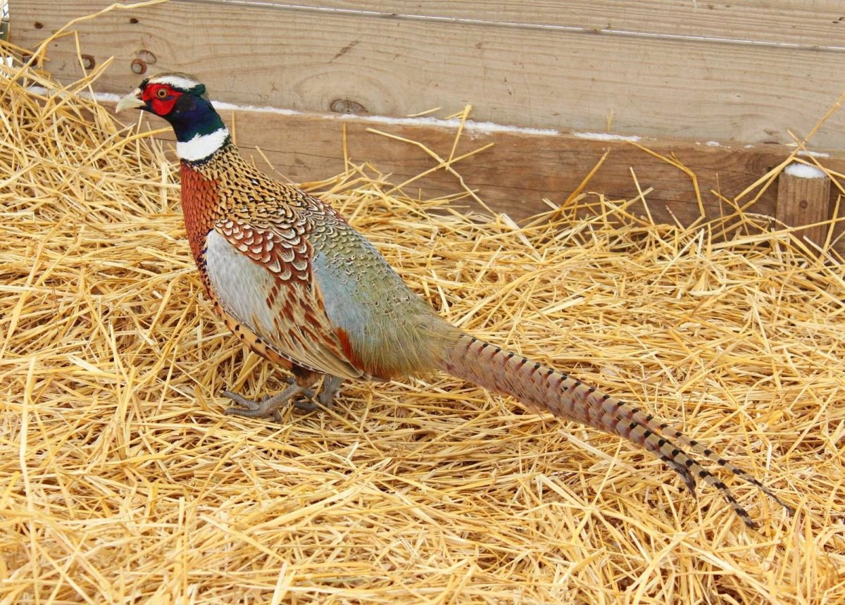 Королевский фазан самка