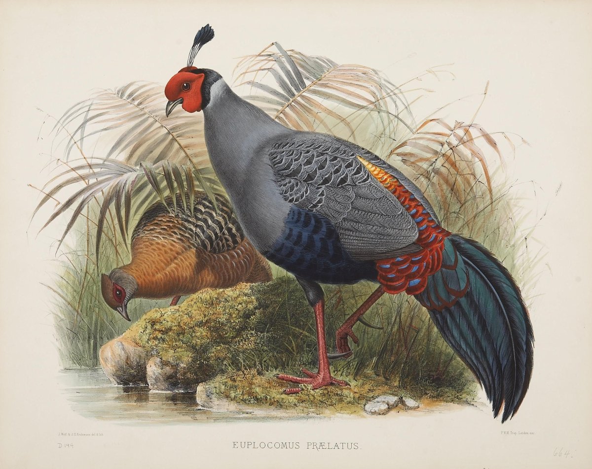 Птицы царство Daniel Giraud Elliot