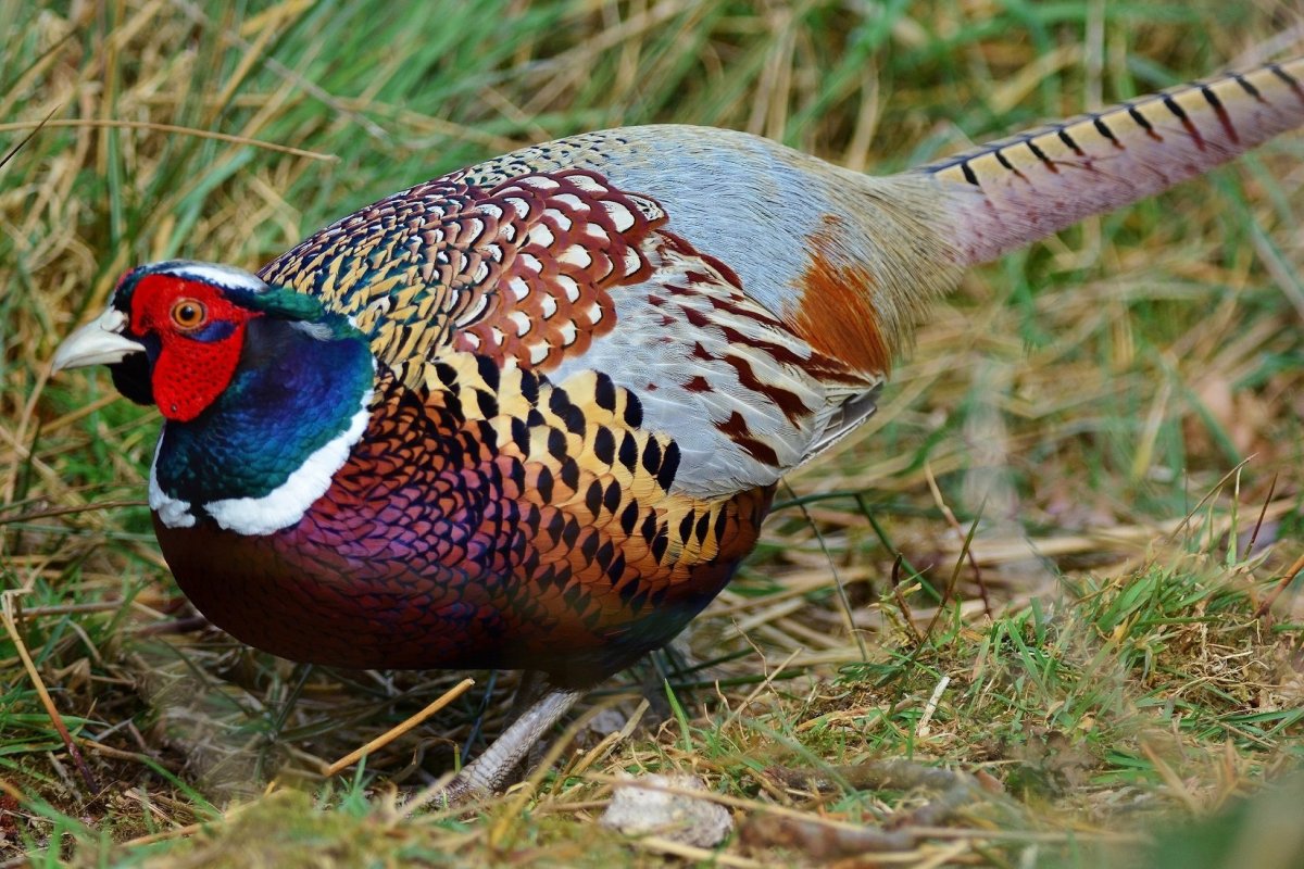 Фазан Кидзи