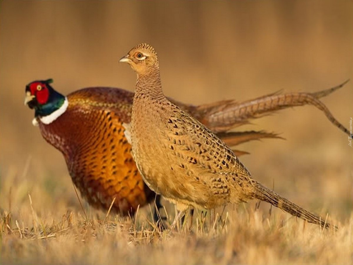 Обыкновенный фазан самка