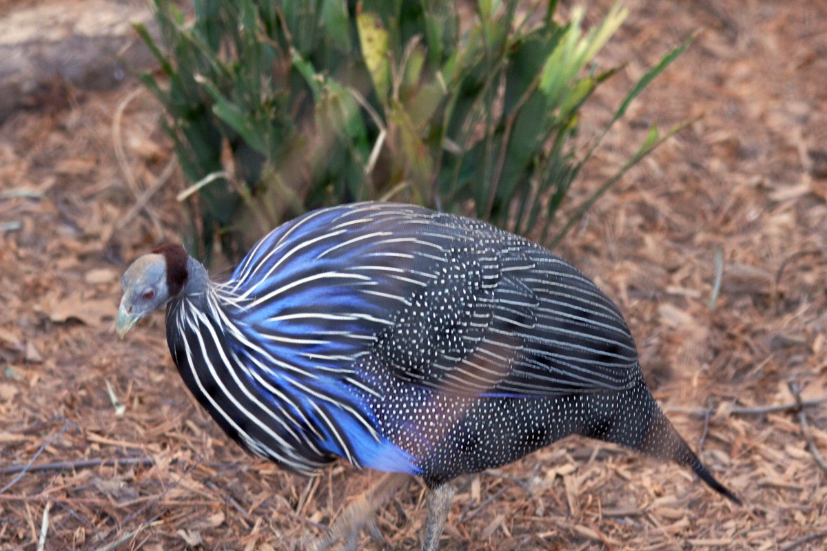 Грифовая цесарка птица