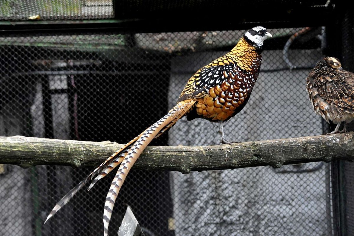 Королевский фазан