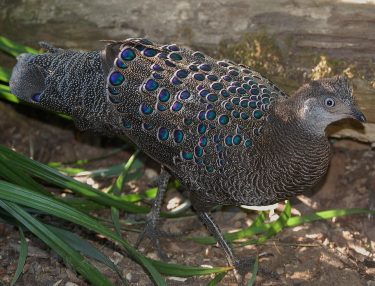 Серебряный фазан самка