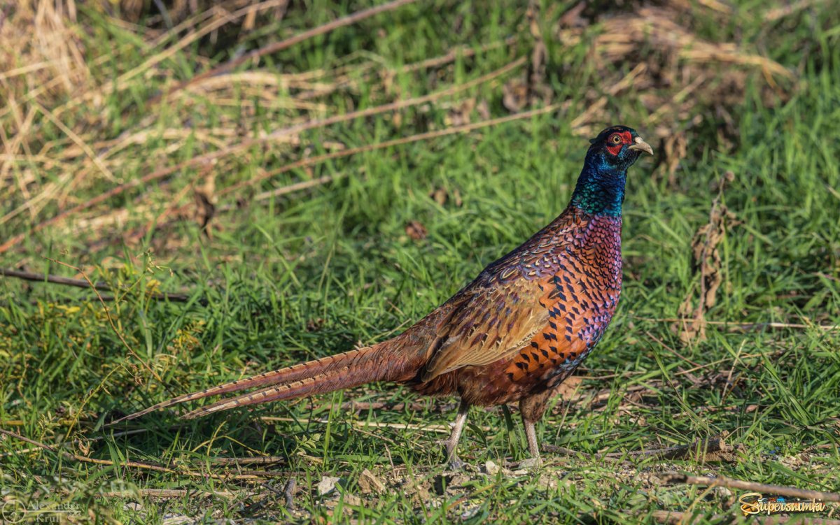 Фазан в полный рост
