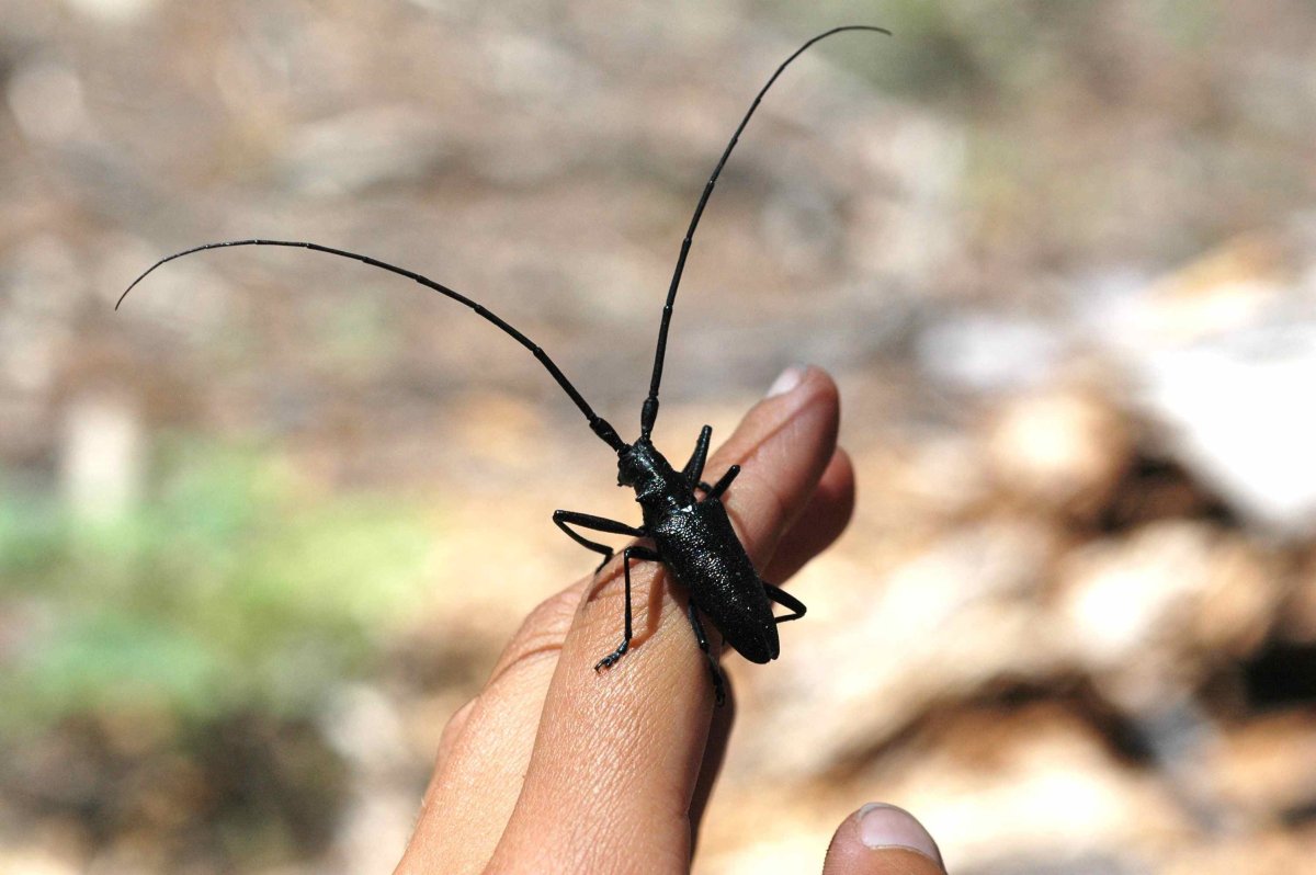 Жук Стригун короед