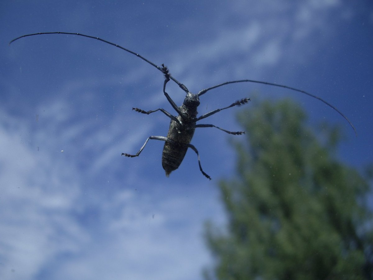 Волосогрызка Жук-Стриж большой черный
