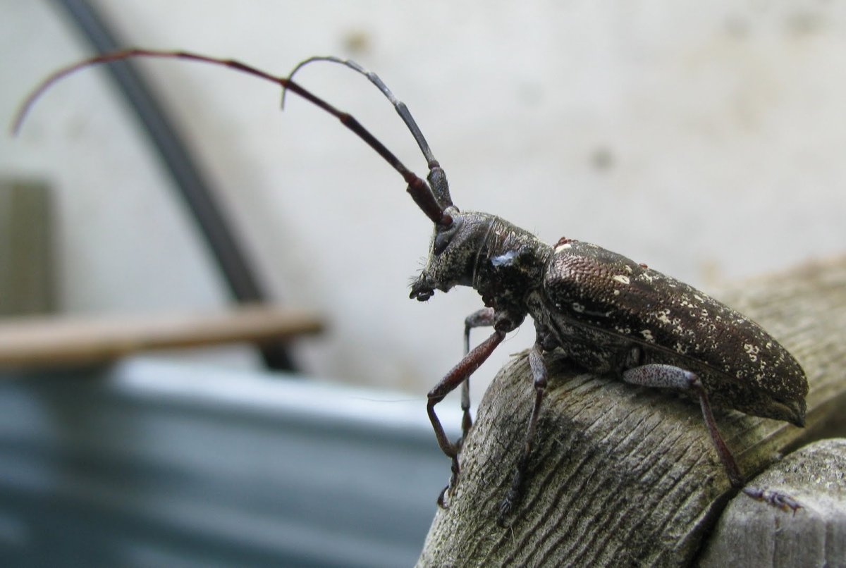 Жук Стригун усач