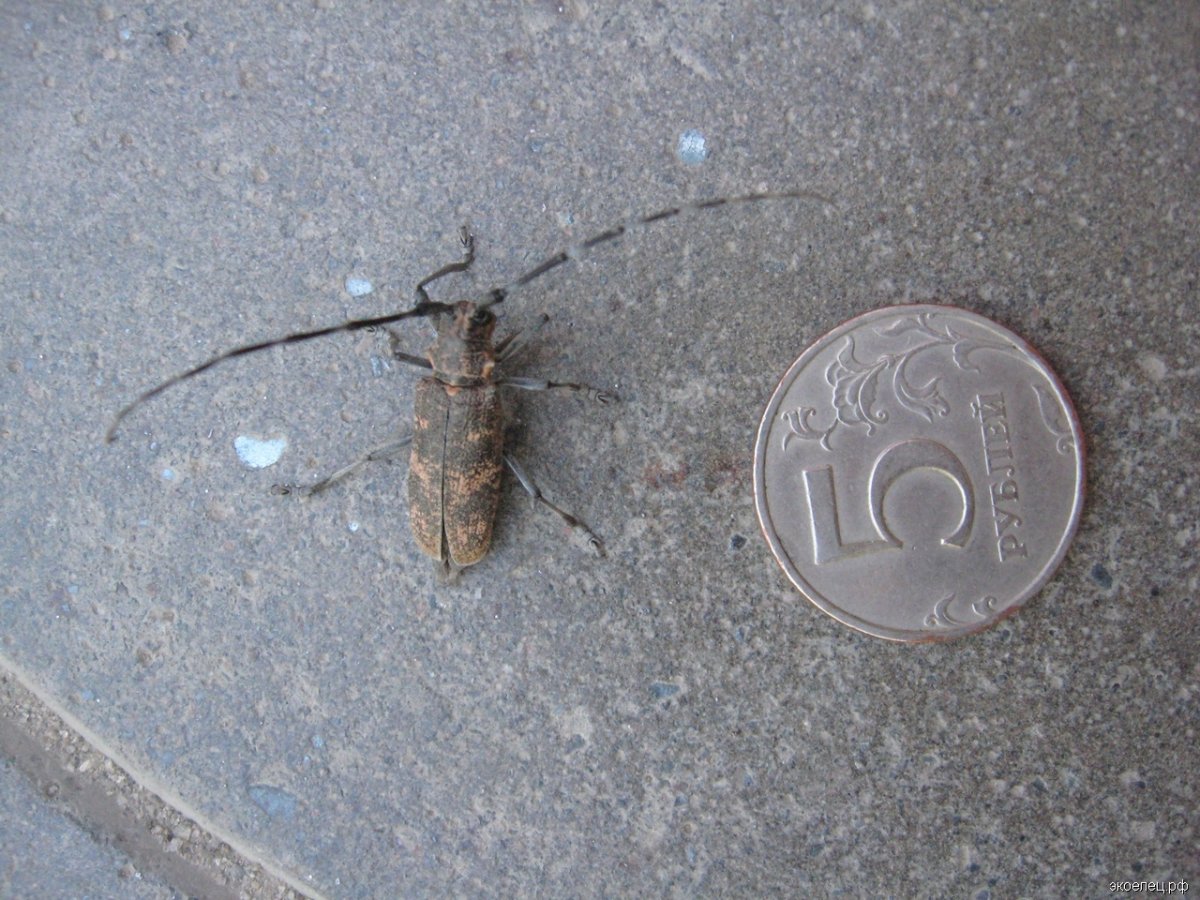 Жук Стригун с крыльями