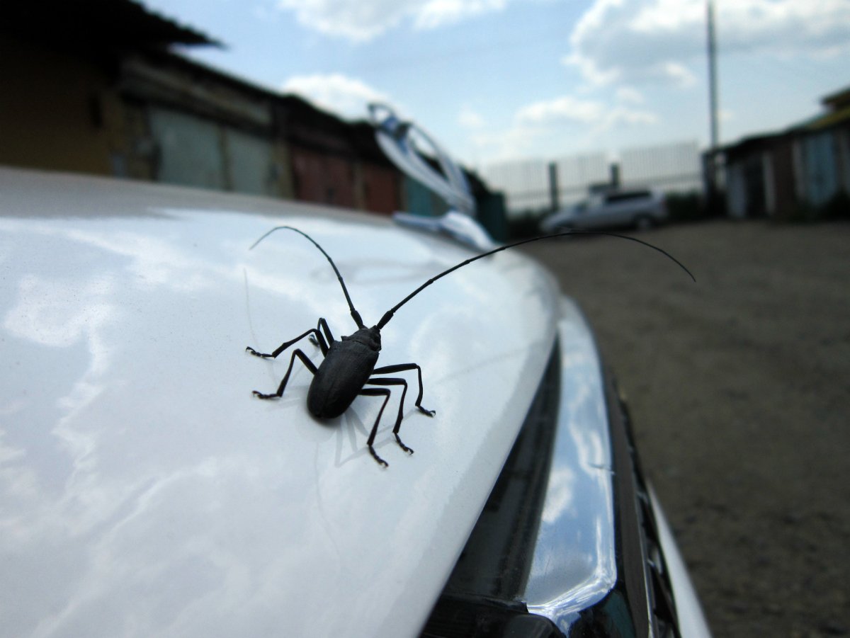 Летающий Жук Стригун