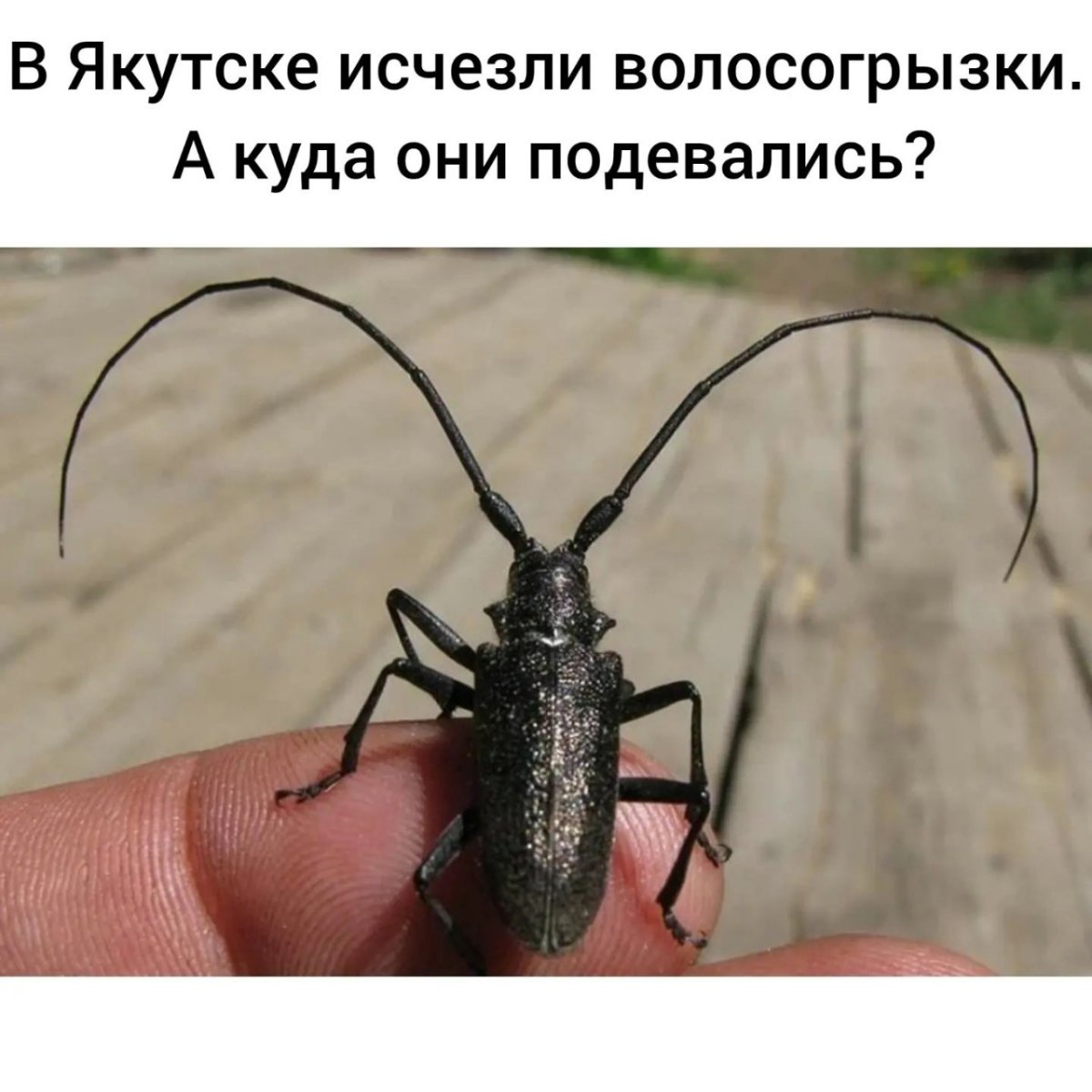 Жук короед усач