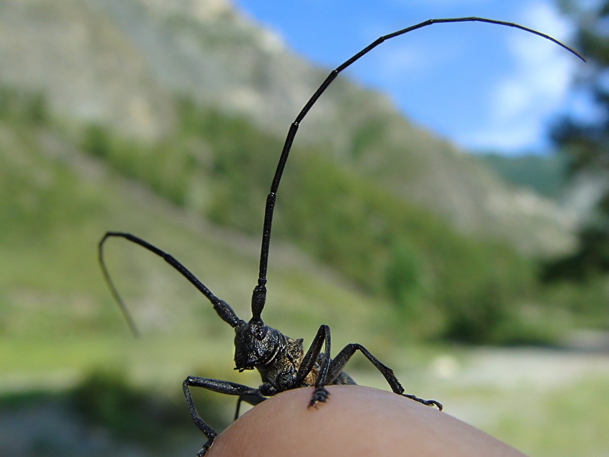 Жук усач волосогрызка