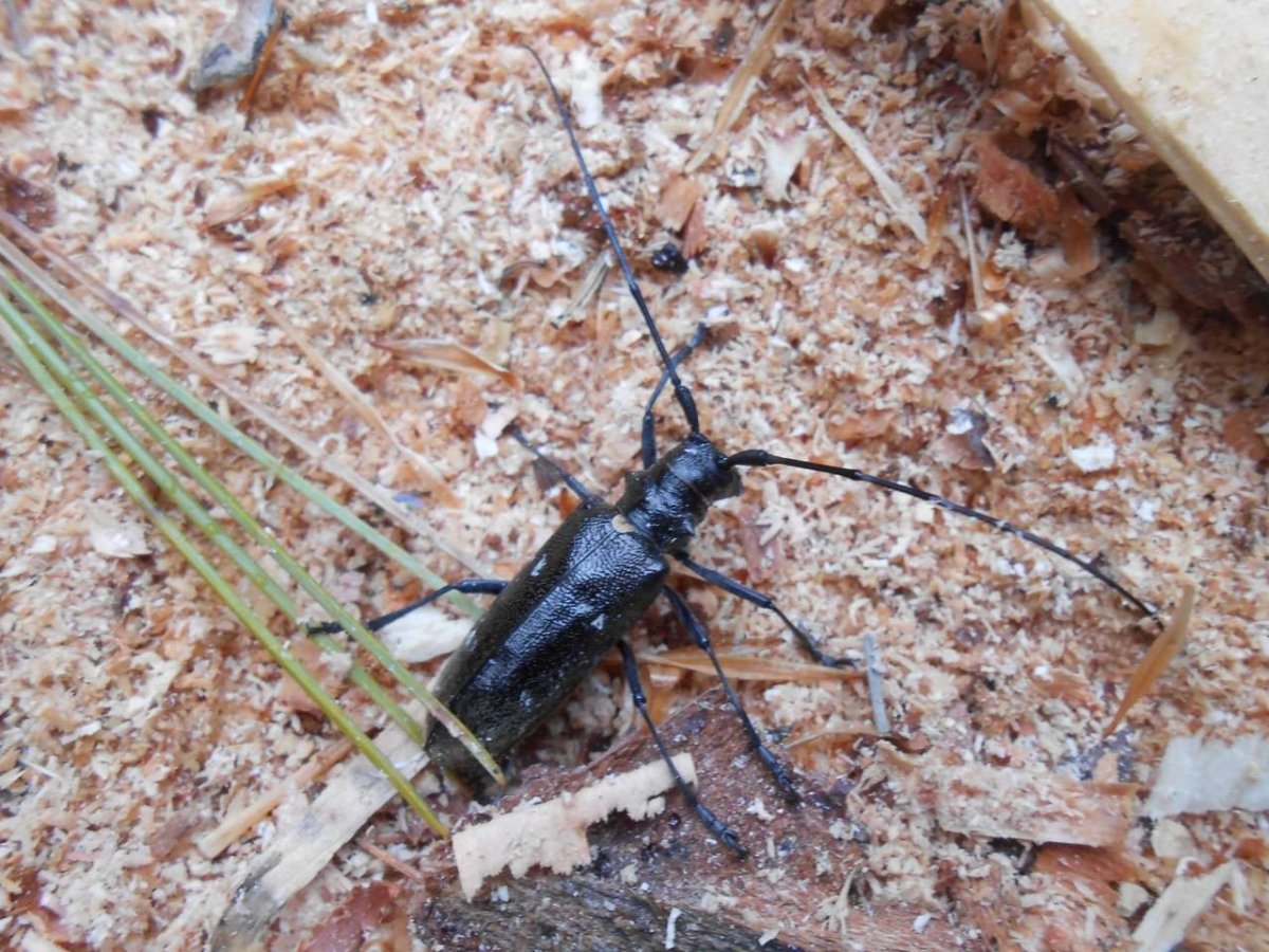 Жук Стригун короед